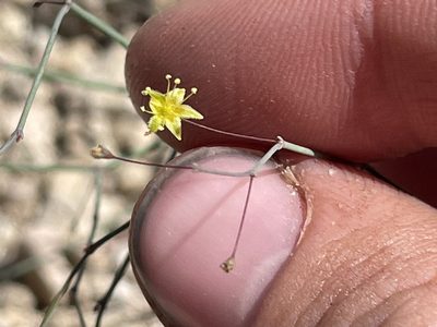 Eriogonum trichopes, photographed by Bobby McCabe