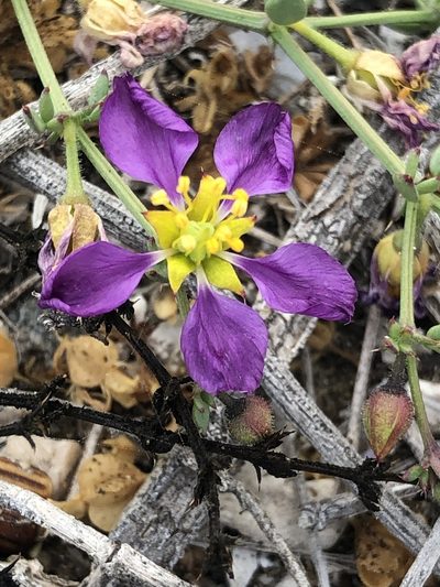 Zygophyllum chilense, photographed by Ben Lyle Bedard