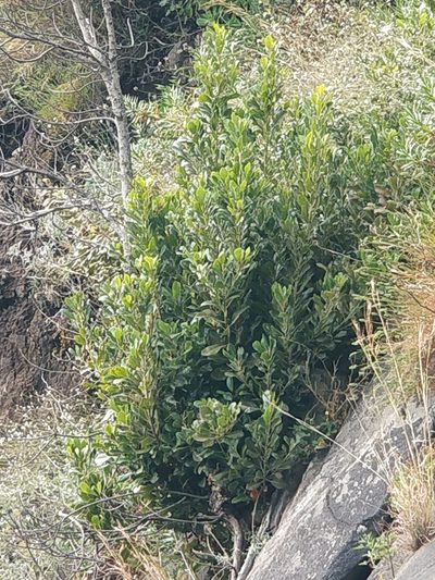 Sideroxylon mirmulano, photographed by Vítor Jorge