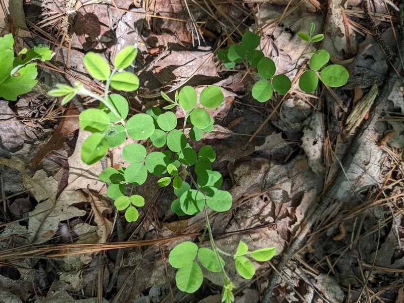 Lespedeza procumbens, photographed by stephen