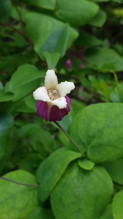 Clematis glaucophylla, photographed by Leigha S