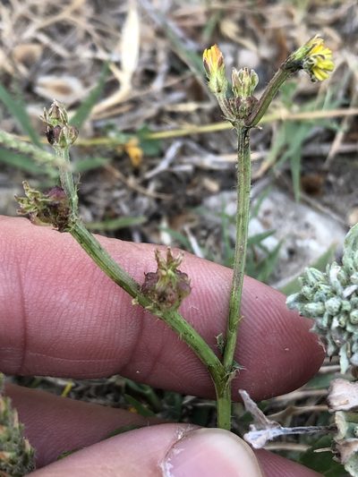Crepis zacintha, photographed by Sam Kieschnick