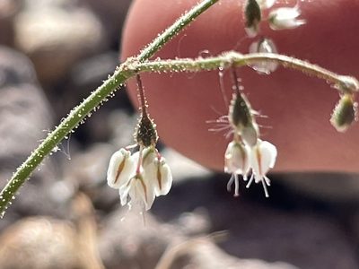 Eriogonum brachypodum