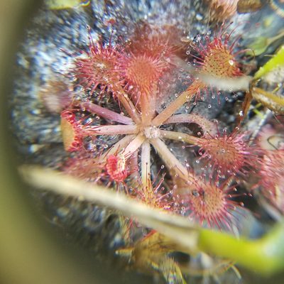 Drosera capillaris, photographed by Leila Dasher