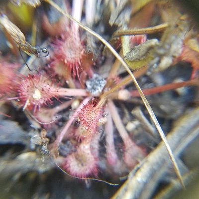 Drosera capillaris, photographed by Leila Dasher
