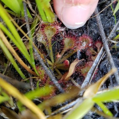 Drosera capillaris, photographed by Leila Dasher
