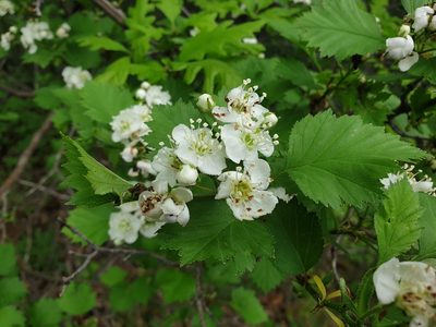 Crataegus irrasa, photographed by Étienne Léveillé-Bourret