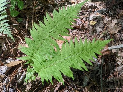 Athyrium asplenioides, photographed by stephen