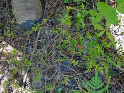 Vaccinium myrsinites