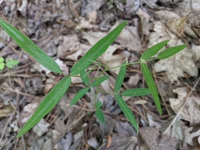 Desmodium paniculatum, photographed by stephen