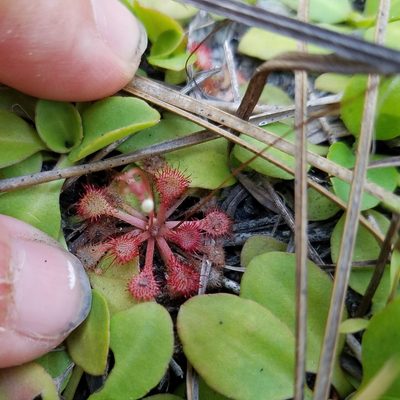Drosera capillaris, photographed by Leila Dasher