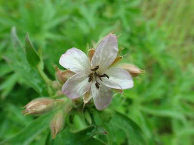 Geranium viscosissimum, photographed by James H. Thomas