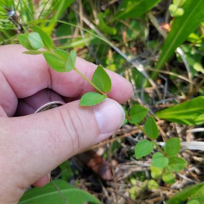 Rhexia petiolata, photographed by Leila Dasher