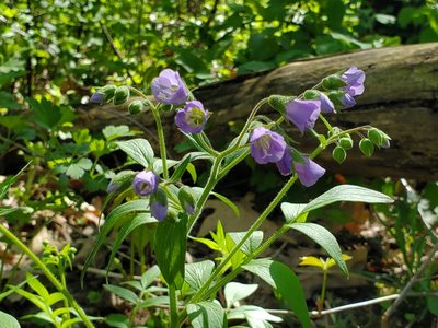 Polemonium reptans, photographed by Samuel A Schmid, PhD, PWS
