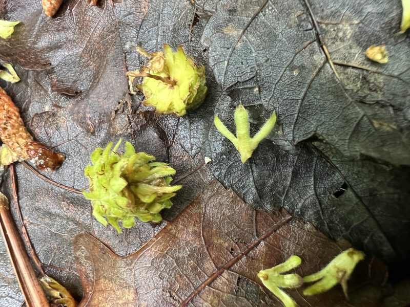 Betula nigra, photographed by Anne Parker
