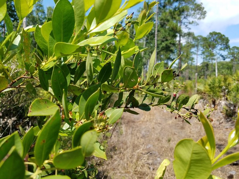 Lyonia lucida, photographed by Leila Dasher