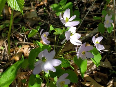 Anemonella thalictroides, photographed by Samuel A Schmid, PhD, PWS