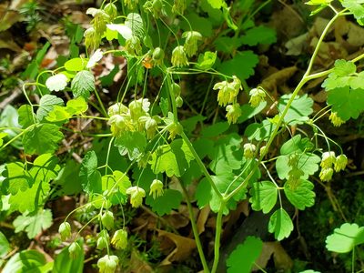 Thalictrum dioicum, photographed by Samuel A Schmid, PhD, PWS