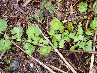 Delairea odorata, photographed by Lisa Bennett