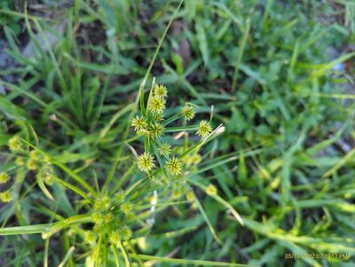 Cyperus croceus