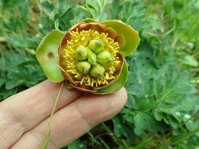 Paeonia brownii, photographed by James H. Thomas