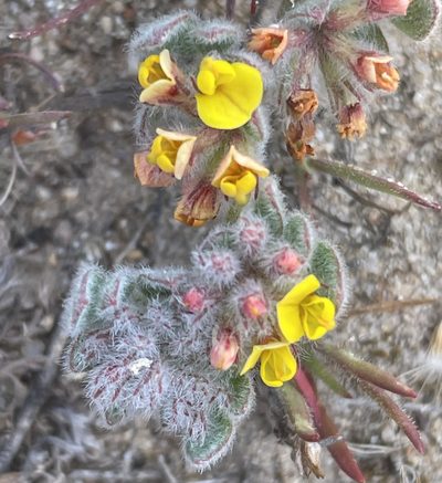 Acmispon tomentosus, photographed by Irene