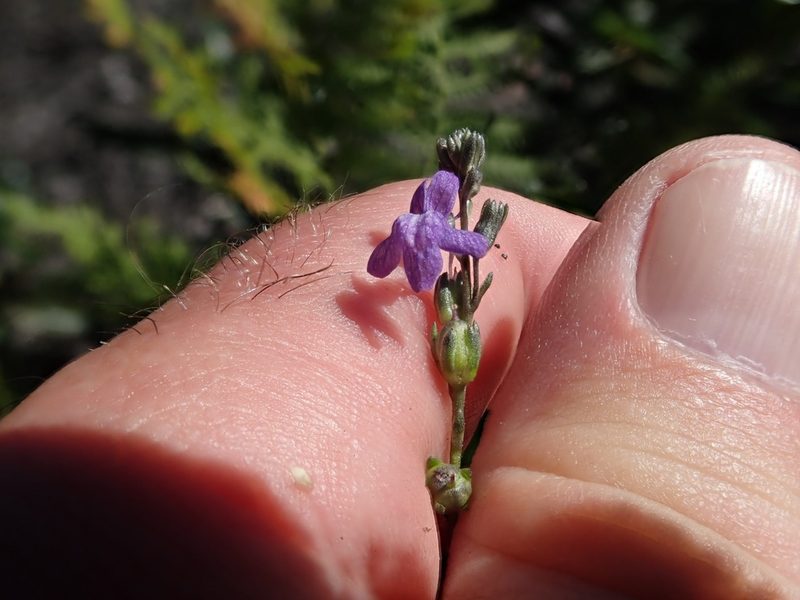 Nuttallanthus texanus, photographed by joergmlpts