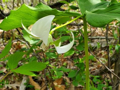 Trillium flexipes, photographed by Samuel A Schmid, PhD, PWS