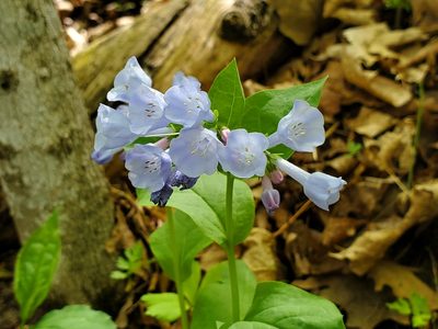 Mertensia virginica, photographed by Samuel A Schmid, PhD, PWS