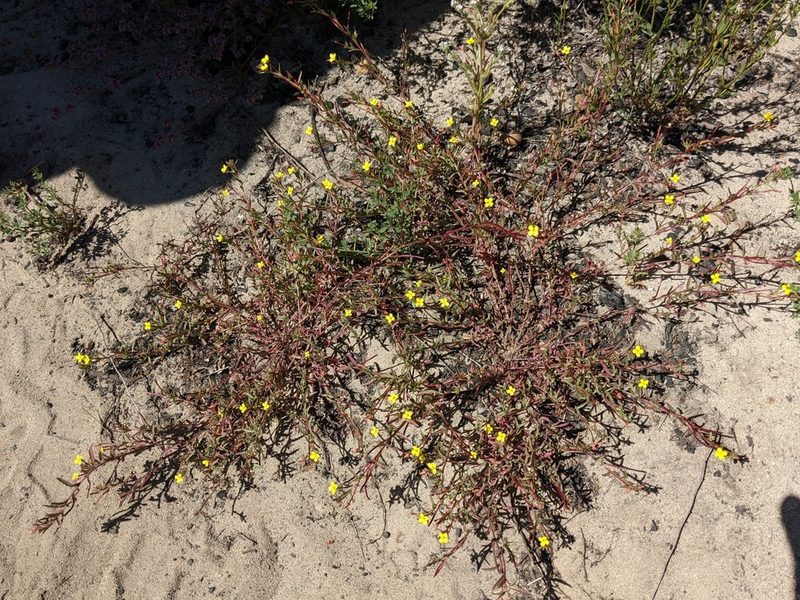 Camissonia strigulosa, photographed by joergmlpts