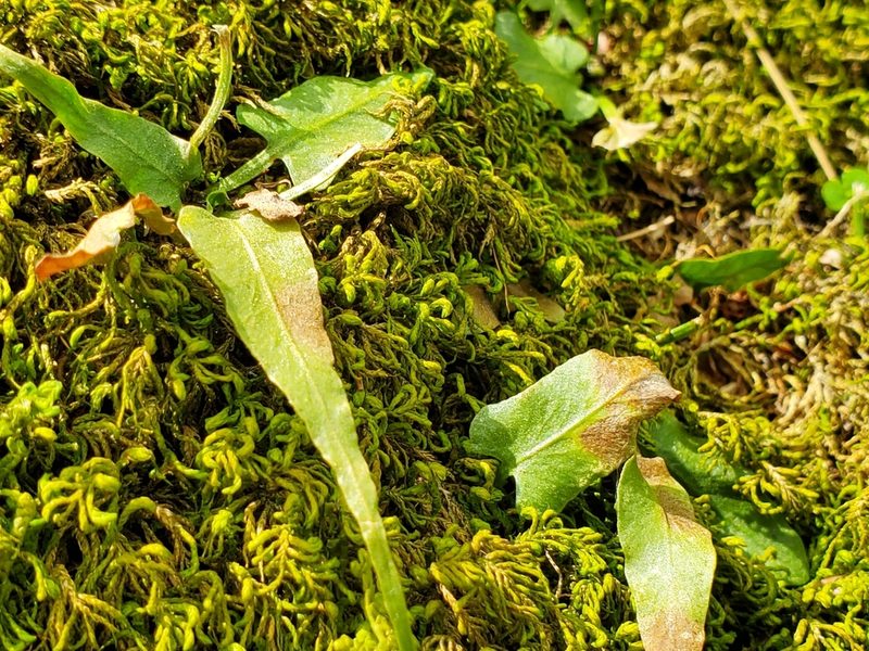 Asplenium rhizophyllum, photographed by Samuel A Schmid, PhD, PWS