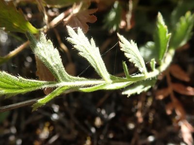 Potentilla lindleyi, photographed by joergmlpts
