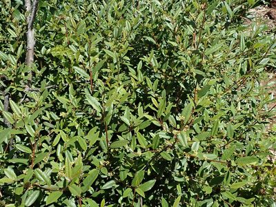 Frangula californica, photographed by joergmlpts