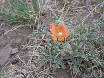 Sphaeralcea coccinea, photographed by Alaina Krakowiak