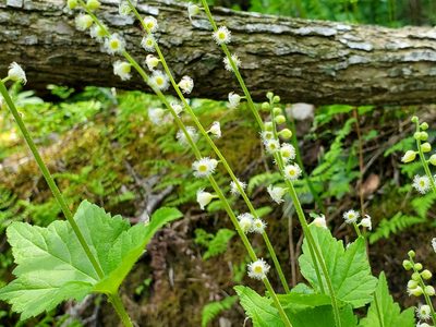 Mitella diphylla, photographed by Samuel A Schmid, PhD, PWS