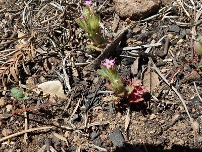 Collomia heterophylla, photographed by joergmlpts