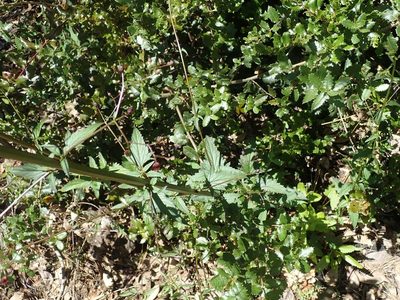 Scrophularia californica, photographed by joergmlpts