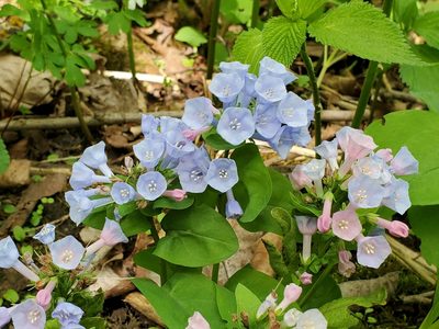 Mertensia virginica, photographed by Samuel A Schmid, PhD, PWS