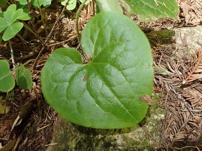 Asarum caudatum, photographed by joergmlpts