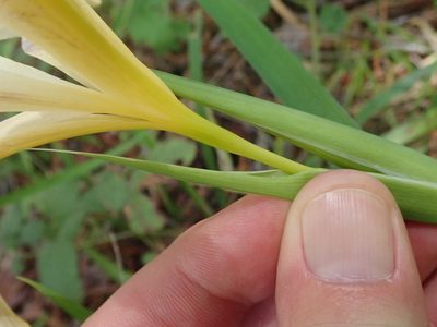 Iris fernaldii, photographed by joergmlpts