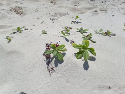 Phyla nodiflora, photographed by Juan Carlos A. Fierro