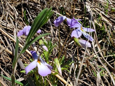 Viola pedata, photographed by Samuel A Schmid, PhD, PWS