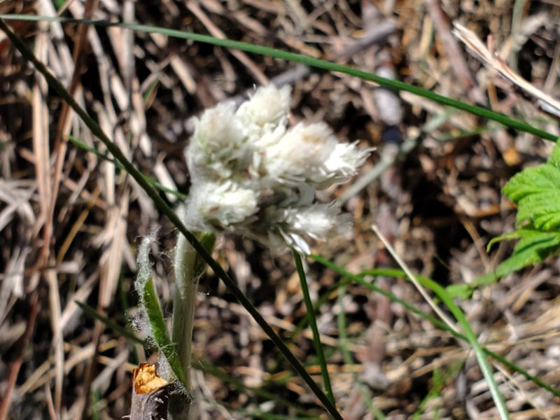 Antennaria parlinii, photographed by Samuel A Schmid, PhD, PWS