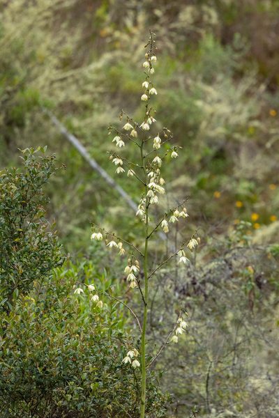 Furcraea andina, photographed by Thibaud Aronson