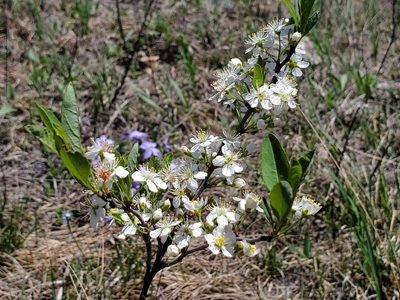 Prunus pumila, photographed by Samuel A Schmid, PhD, PWS