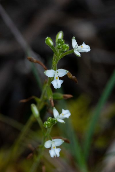 Ponthieva parvilabris, photographed by Thibaud Aronson