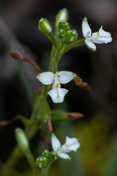 Ponthieva parvilabris, photographed by Thibaud Aronson