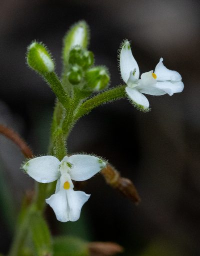 Ponthieva parvilabris, photographed by Thibaud Aronson