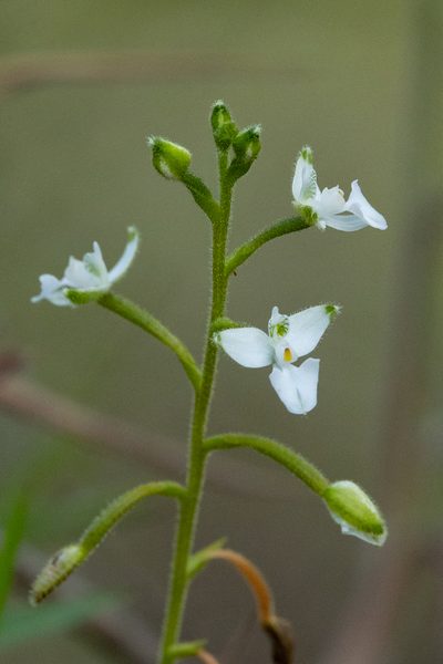Ponthieva parvilabris, photographed by Thibaud Aronson