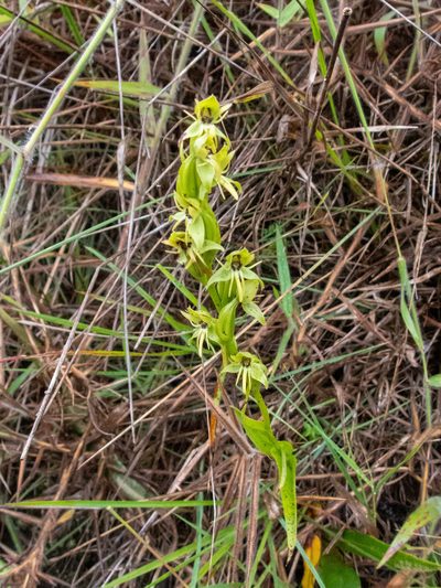 Habenaria gollmeri, photographed by Thibaud Aronson
